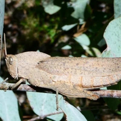 Goniaea australasiae (Gumleaf grasshopper) at SCR380 at Windellama - 19 Jan 2024 by peterchandler