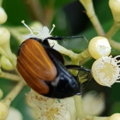 Phyllotocus sp. (genus) (Nectar scarab) at Gungahlin, ACT - 9 Dec 2023 by HappyWanderer