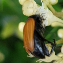 Phyllotocus sp. (genus) at Gungahlin, ACT - 9 Dec 2023