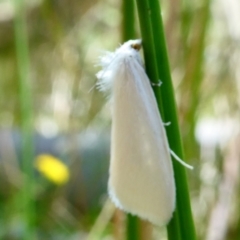 Tipanaea patulella (The White Crambid moth) at SCR380 at Windellama - 19 Jan 2024 by peterchandler