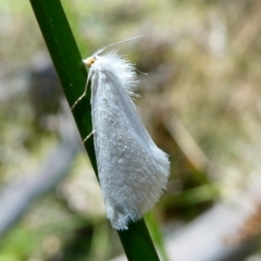 Tipanaea patulella at SCR380 at Windellama - suppressed