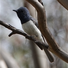 Myiagra rubecula (Leaden Flycatcher) at Hall, ACT - 20 Jan 2024 by Anna123