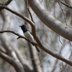 Myiagra rubecula (Leaden Flycatcher) at Hall, ACT - 20 Jan 2024 by Anna123