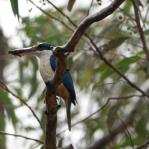 Todiramphus sanctus at Hall, ACT - suppressed