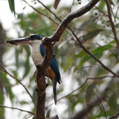 Todiramphus sanctus (Sacred Kingfisher) at Hall, ACT - 20 Jan 2024 by Anna123