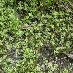 Marsilea sp. (A Nardoo) by peterchandler