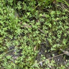 Marsilea sp. (A Nardoo) at Windellama, NSW - 20 Jan 2024 by peterchandler