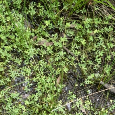 Marsilea sp. (A Nardoo) at SCR380 at Windellama - 20 Jan 2024 by peterchandler