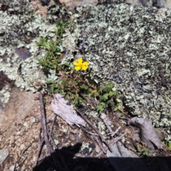 Oxalis sp. (Wood Sorrel) at Captains Flat, NSW - 19 Jan 2024 by Csteele4