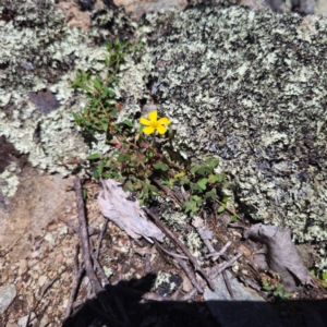 Oxalis sp. at QPRC LGA - 19 Jan 2024