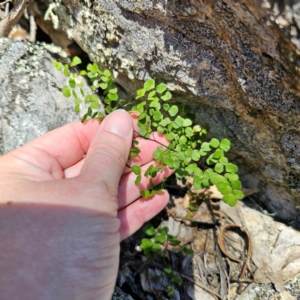 Adiantum aethiopicum at QPRC LGA - 19 Jan 2024