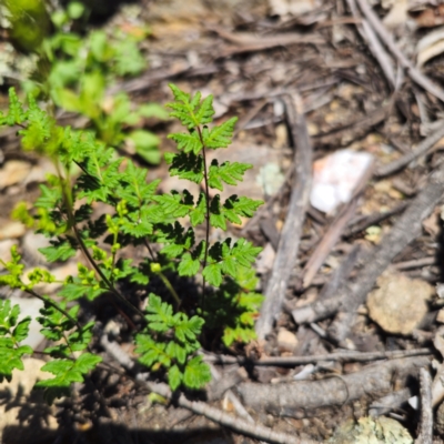 Cheilanthes sieberi subsp. sieberi (Mulga Rock Fern) at QPRC LGA - 19 Jan 2024 by Csteele4