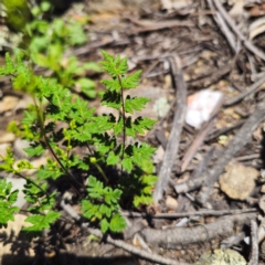 Cheilanthes sieberi subsp. sieberi (Narrow Rock Fern) at QPRC LGA - 19 Jan 2024 by Csteele4