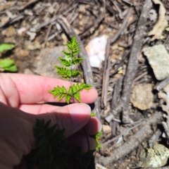 Cheilanthes sieberi subsp. sieberi at QPRC LGA - 19 Jan 2024