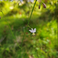 Arthropodium milleflorum (Vanilla Lily) at Tallaganda National Park - 19 Jan 2024 by Csteele4