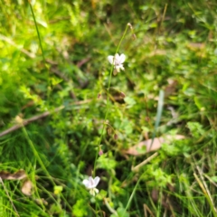 Arthropodium milleflorum at Tallaganda National Park - 19 Jan 2024