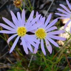 Brachyscome rigidula (Hairy Cut-leaf Daisy) at Windellama, NSW - 19 Jan 2024 by peterchandler