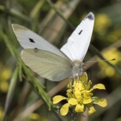 Pieris rapae (Cabbage White) at Croke Place Grassland (CPG) - 19 Jan 2024 by kasiaaus