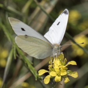 Pieris rapae at McKellar, ACT - 19 Jan 2024