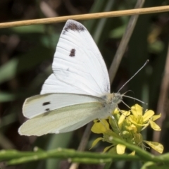 Pieris rapae at McKellar, ACT - 19 Jan 2024