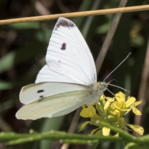 Pieris rapae at McKellar, ACT - 19 Jan 2024