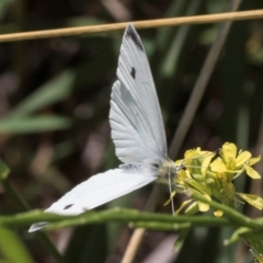 Pieris rapae at McKellar, ACT - 19 Jan 2024 11:46 AM