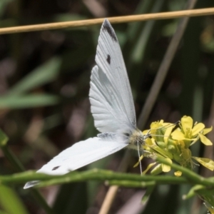 Pieris rapae at McKellar, ACT - 19 Jan 2024