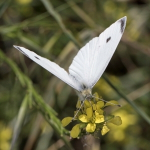 Pieris rapae at McKellar, ACT - 19 Jan 2024