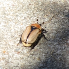 Diaphonia (Genus) (Flower Chafer) at Hackham, SA - 26 Feb 2023 by angmarrob