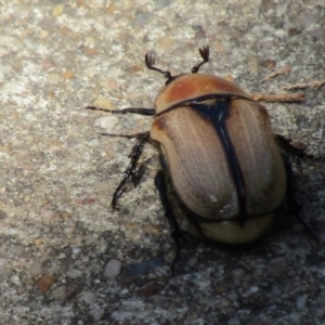 Diaphonia (Genus) at suppressed - suppressed