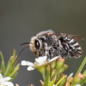 Lipotriches (Austronomia) australica at McKellar, ACT - 19 Jan 2024