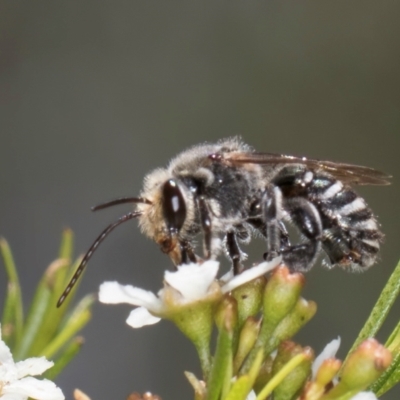 Lipotriches (Austronomia) australica at McKellar, ACT - 19 Jan 2024 by kasiaaus