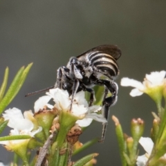 Lipotriches (Austronomia) australica at McKellar, ACT - 19 Jan 2024