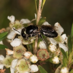 Euryglossa ephippiata at McKellar, ACT - 19 Jan 2024