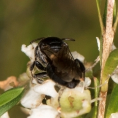 Euryglossa ephippiata at McKellar, ACT - 19 Jan 2024