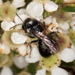 Euryglossa ephippiata at McKellar, ACT - 19 Jan 2024