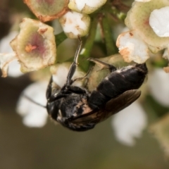 Euryglossa ephippiata at McKellar, ACT - 19 Jan 2024