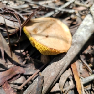 Bolete sp. at South East Forest National Park - 18 Jan 2024