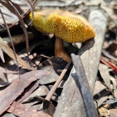 Bolete sp. at South East Forest National Park - 18 Jan 2024 02:19 PM