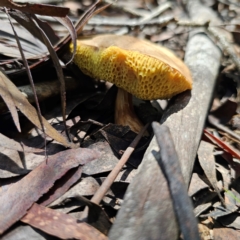 Bolete sp. at South East Forest National Park - 18 Jan 2024 02:19 PM