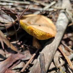 Bolete sp. at South East Forest National Park - 18 Jan 2024 02:19 PM