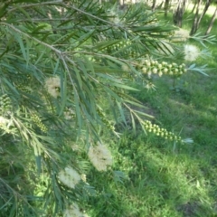 Callistemon sieberi (River Bottlebrush) at Windellama, NSW - 19 Jan 2024 by peterchandler