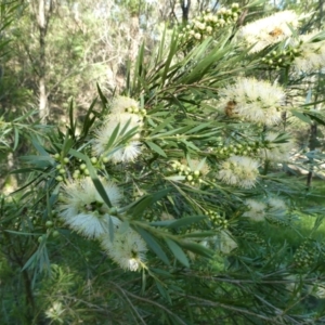 Callistemon sieberi at SCR380 at Windellama - suppressed