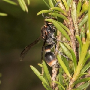 Paralastor sp. (genus) at Croke Place Grassland (CPG) - 19 Jan 2024