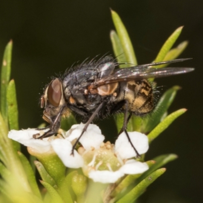 Calliphora stygia (Brown blowfly or Brown bomber) at Croke Place Grassland (CPG) - 19 Jan 2024 by kasiaaus