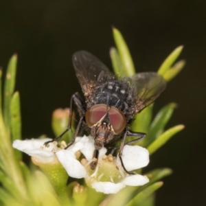 Calliphora stygia at Croke Place Grassland (CPG) - 19 Jan 2024