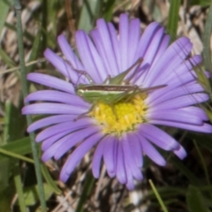 Conocephalus semivittatus (Meadow katydid) at Glen Allen, NSW - 18 Jan 2024 by AlisonMilton