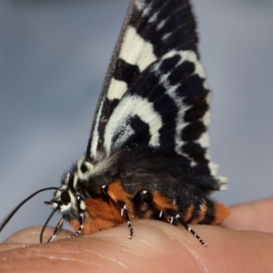 Phalaenoides glycinae at Higgins, ACT - 19 Jan 2024