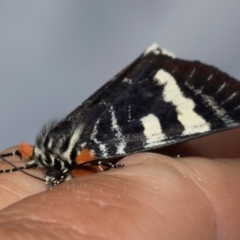 Phalaenoides glycinae at Higgins, ACT - 19 Jan 2024