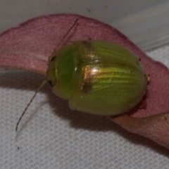 Paropsisterna hectica at Russell, ACT - 17 Jan 2024